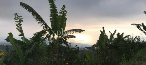  قطعة أرض في Lovina, Indonesia 5000متر مربع رقم 4128 2