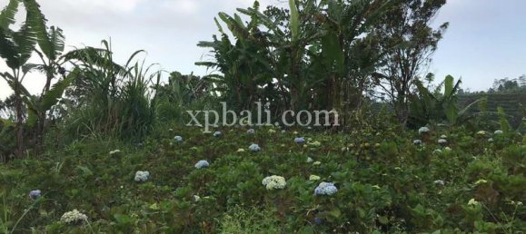  قطعة أرض في Lovina, Indonesia 5000متر مربع رقم 4128 4