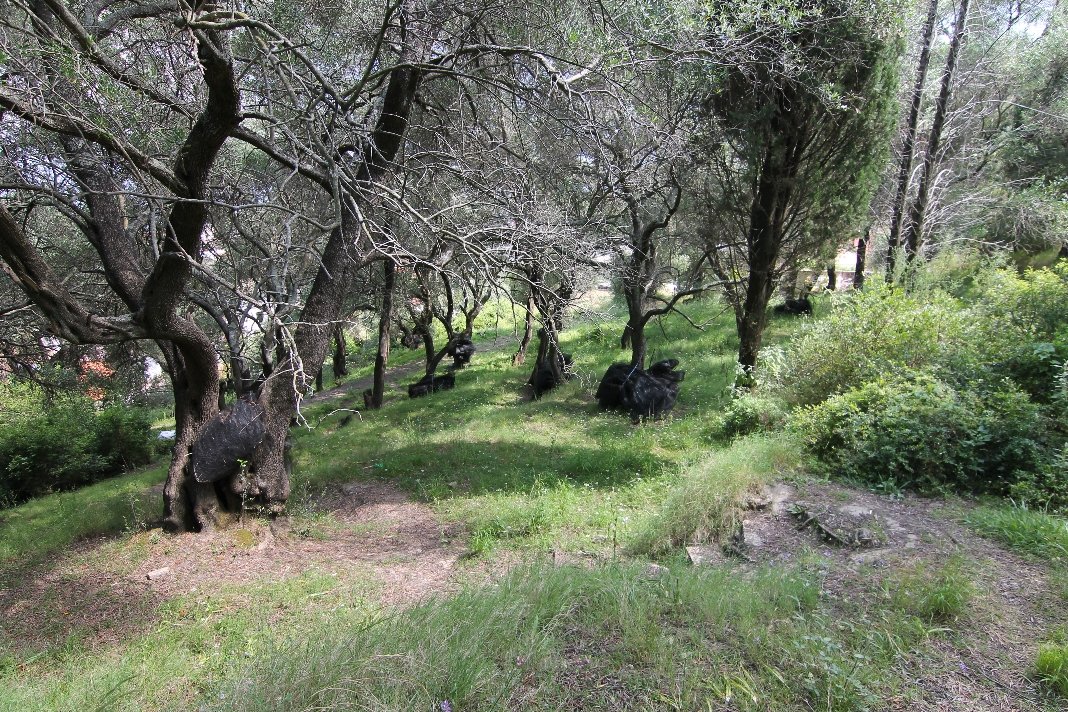  فندق في Corfu, Greece 4200متر مربع رقم 6280