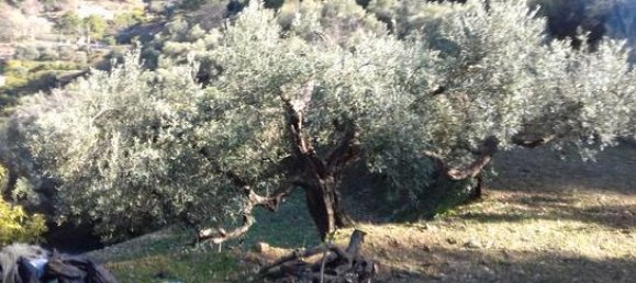 Земельный участок 3349м² в Канильяс де Альбайда, Испания № 184970 5