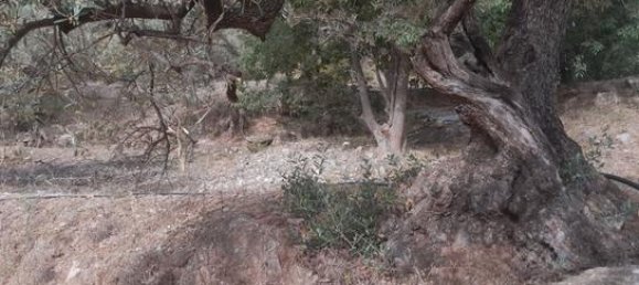 Земельный участок 3349м² в Канильяс де Альбайда, Испания № 184970 6