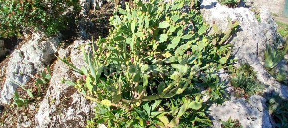 6783m² Land in Itri, Italy No. 72529 11