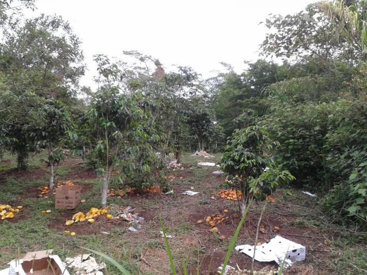  Land in Veracruz, Mexico No. 206172