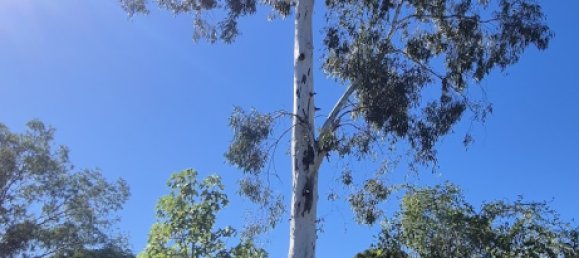 Земельный участок 1255м² в Baralaba, Австралия № 568 5