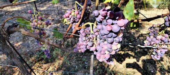 Terreno en Rocca San Giovanni, Italy 5000 m² No. 349914 16