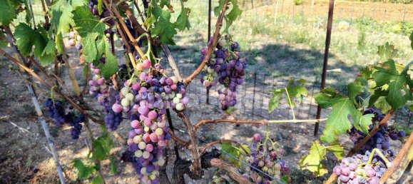 Terreno en Rocca San Giovanni, Italy 5000 m² No. 349914 2