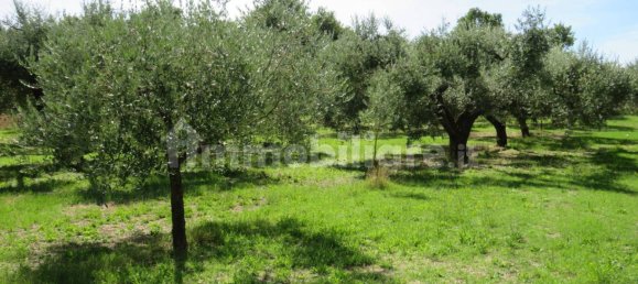 1 bedroom House in Nepi, Italy No. 331136 27