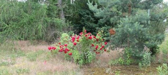 2 rooms House in Markisch-Oderland, Germany No. 43676 7