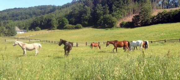 3 rooms House in Wienerwald, Austria No. 14806 28