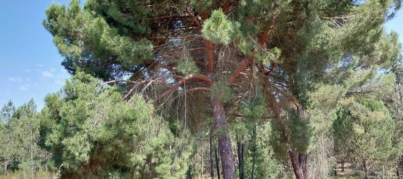 1 غرف نوم منزل في Coruche, Portugal رقم 75199 8