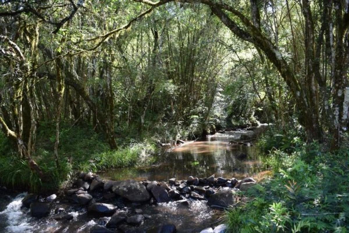  Farm in Misiones, Argentina No. 48653