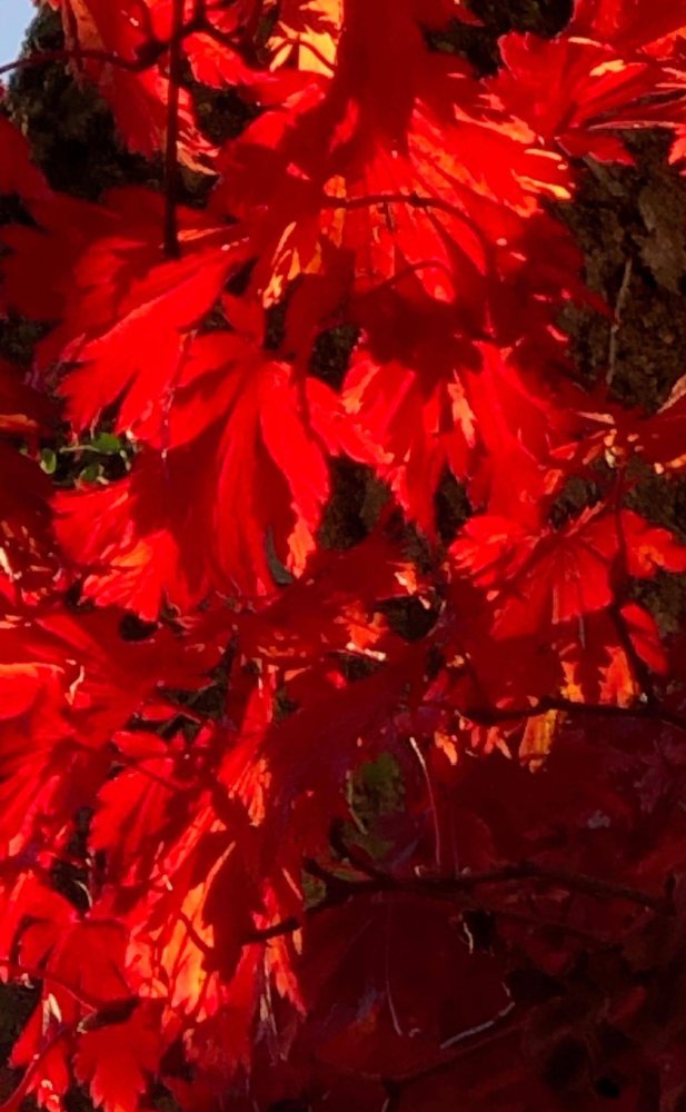 3 غرف نوم منزل في Koblach, Austria رقم 169495