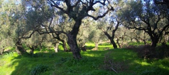 Grundstück in Zakynthos, Greece, Nr. 703 3