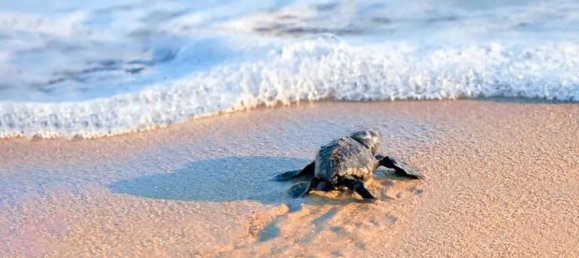 1 bedroom Apartment in Ajman, UAE No. 38227 7