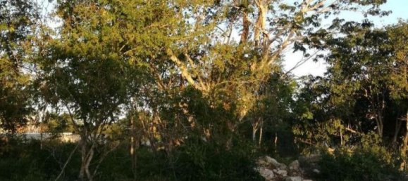 Grundstück in Merida, Mexico, Nr. 99778 2