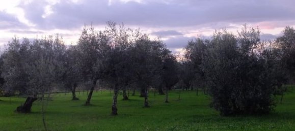 8 غرف نوم منزل في Candosa, Portugal رقم 55728 6