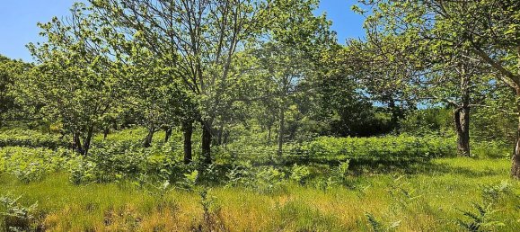 3 Schlafzimmer Haus in Baiao, Portugal, Nr. 15971 15