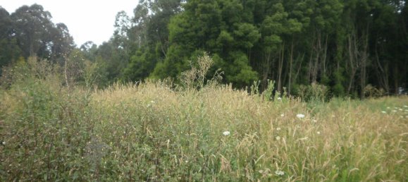 640m² Land in Arcozelo, Portugal No. 60719 3