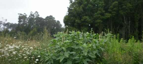 640m² Land in Arcozelo, Portugal No. 60719 4