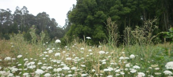 640m² Land in Arcozelo, Portugal No. 60719 5