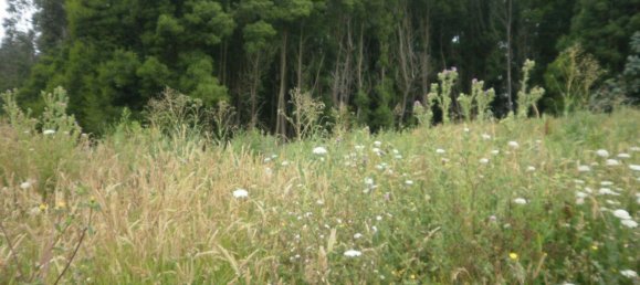 640m² Land in Arcozelo, Portugal No. 60719 6