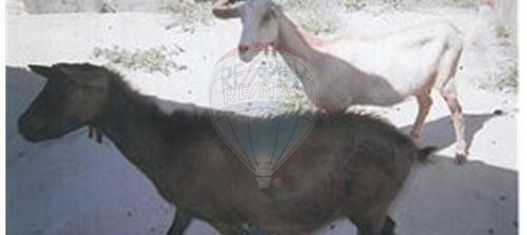 9 bedrooms House in Ourique, Portugal No. 47537 39