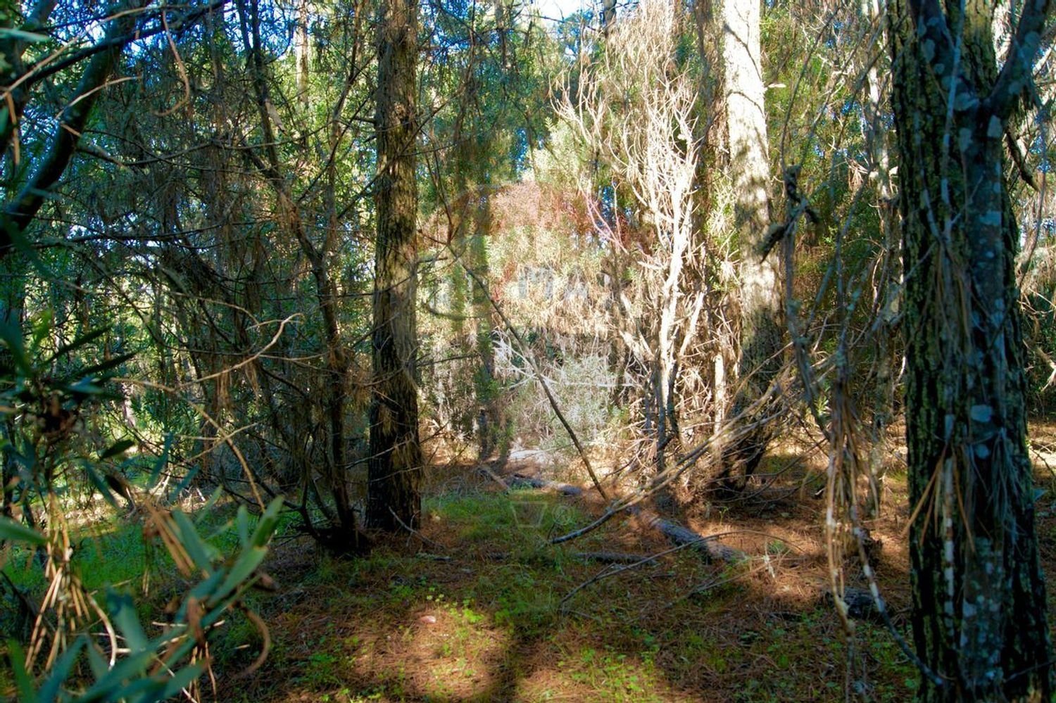 Terreno en Colares, Portugal 5160 m² No. 58355