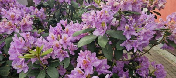 Дом с 5 комнатами в Бад Радкерсбург, Австрия № 134340 31