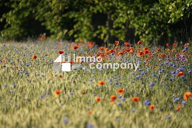  Land in Wollersdorf-Steinabruckl, Austria No. 27115