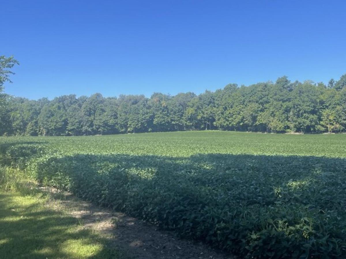 Terreno em Bronson, USA N.º 481645