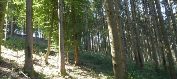 Grundstück in Odenwaldkreis, Germany, Nr. 261988 3