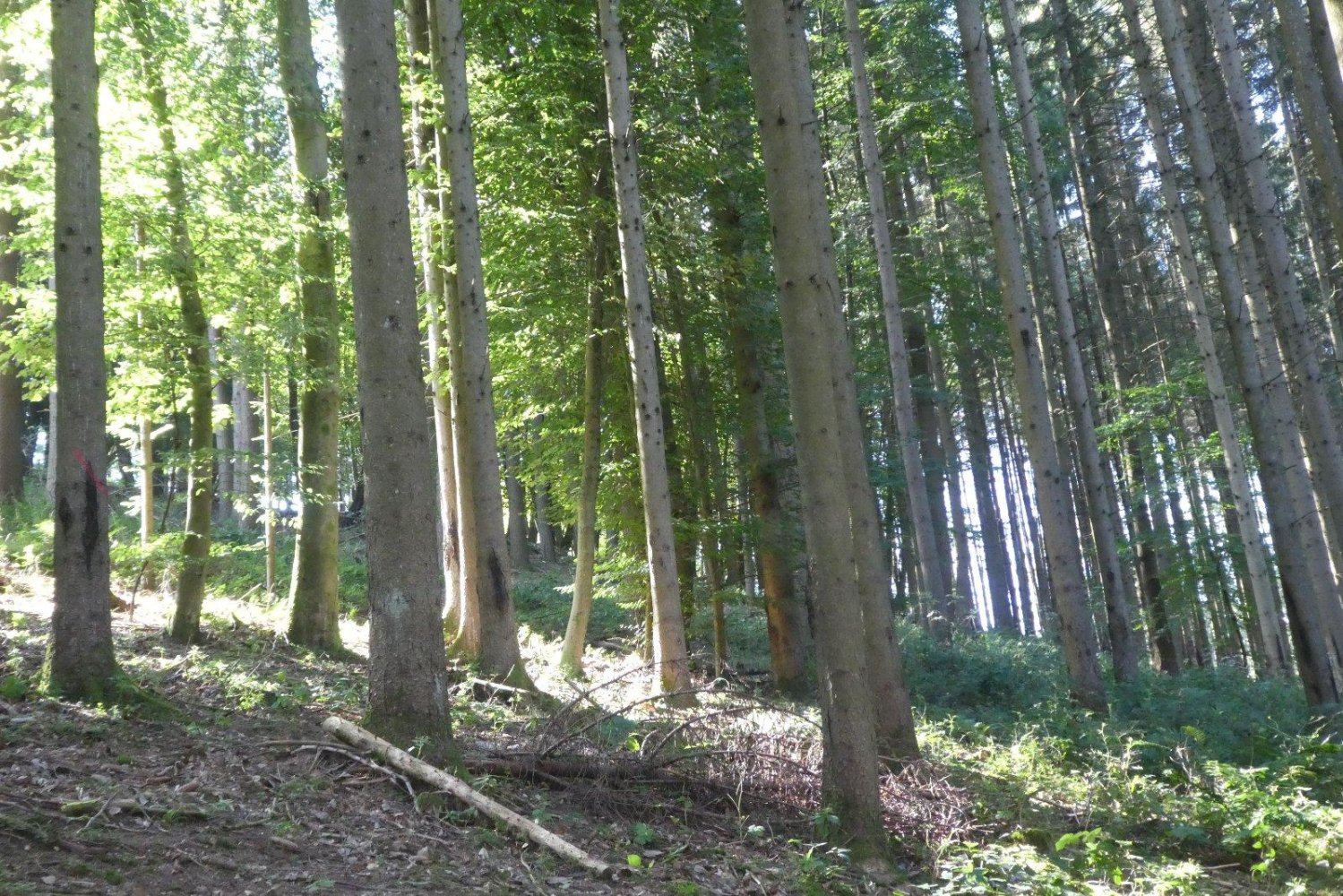 Grundstück in Odenwaldkreis, Germany, Nr. 261988