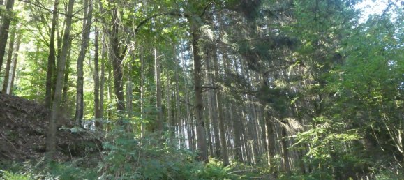 Grundstück in Odenwaldkreis, Germany, Nr. 261988 4