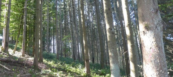 Grundstück in Odenwaldkreis, Germany, Nr. 261988 2