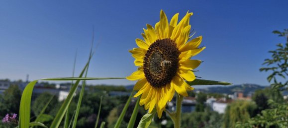 2-Zimmer Wohnung in Linz, Austria, Nr. 243569 30