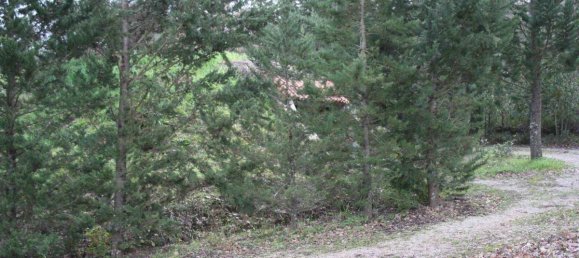 4 bedrooms Villa in Castiglione della Pescaia, Italy No. 1528 6