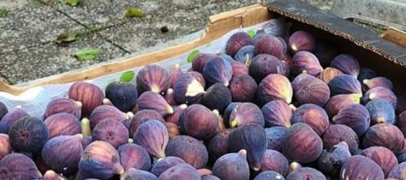 3 rooms House in Alessandria, Italy No. 251249 40