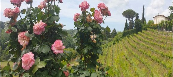 6 Schlafzimmer Villa in Magliano in Toscana, Italy, Nr. 404438 23