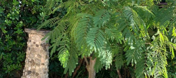 3-salle Appartement à Peschici, Italy No. 251748 4