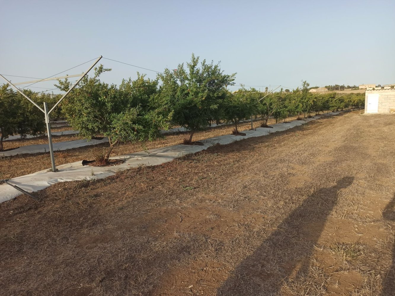  قطعة أرض في Pachino, Italy 13528متر مربع رقم 68078