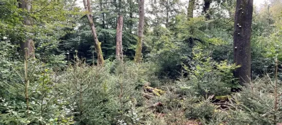  Land in Markischer, Germany No. 136932 2