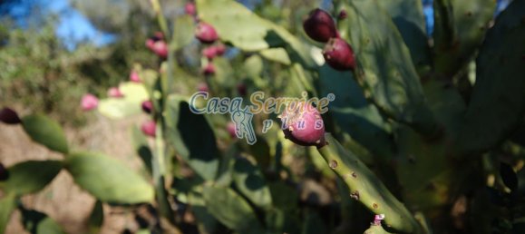 2 Schlafzimmer Haus in Sannicola, Italy, Nr. 166082 2