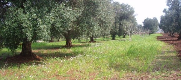 Grundstück in San Michele Salentino, Italy 9800m², Nr. 74475 5