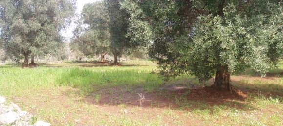 Grundstück in San Michele Salentino, Italy 9800m², Nr. 74475 4