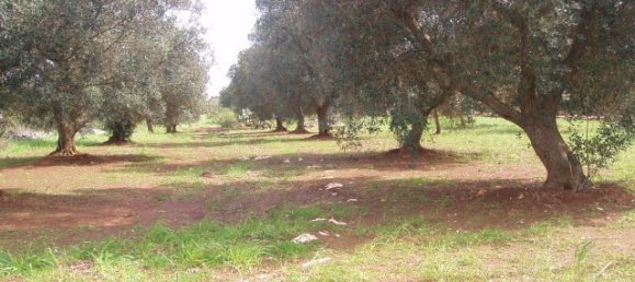 Grundstück in San Michele Salentino, Italy 9800m², Nr. 74475 3