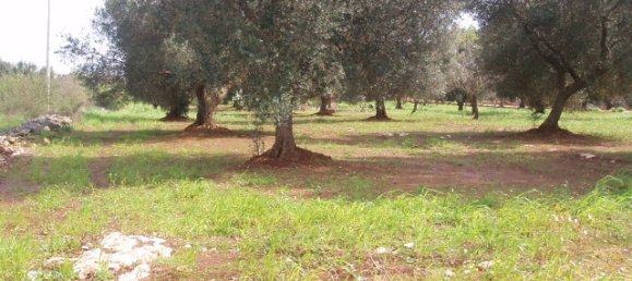 Grundstück in San Michele Salentino, Italy 9800m², Nr. 74475 2