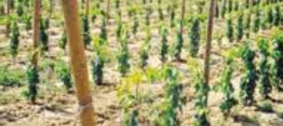 Terrain à San Severo, Italy 6500m² No. 270374 4