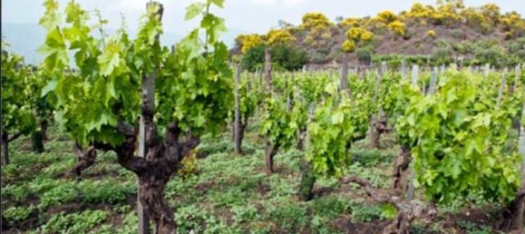 Terrain à San Severo, Italy 6500m² No. 270374 3