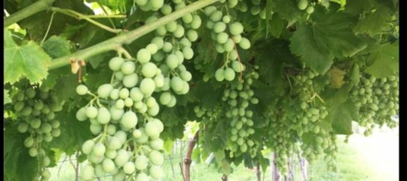 Terrain à San Severo, Italy 6500m² No. 270374 7