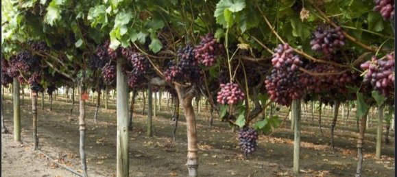 Terrain à San Severo, Italy 6500m² No. 270374 5